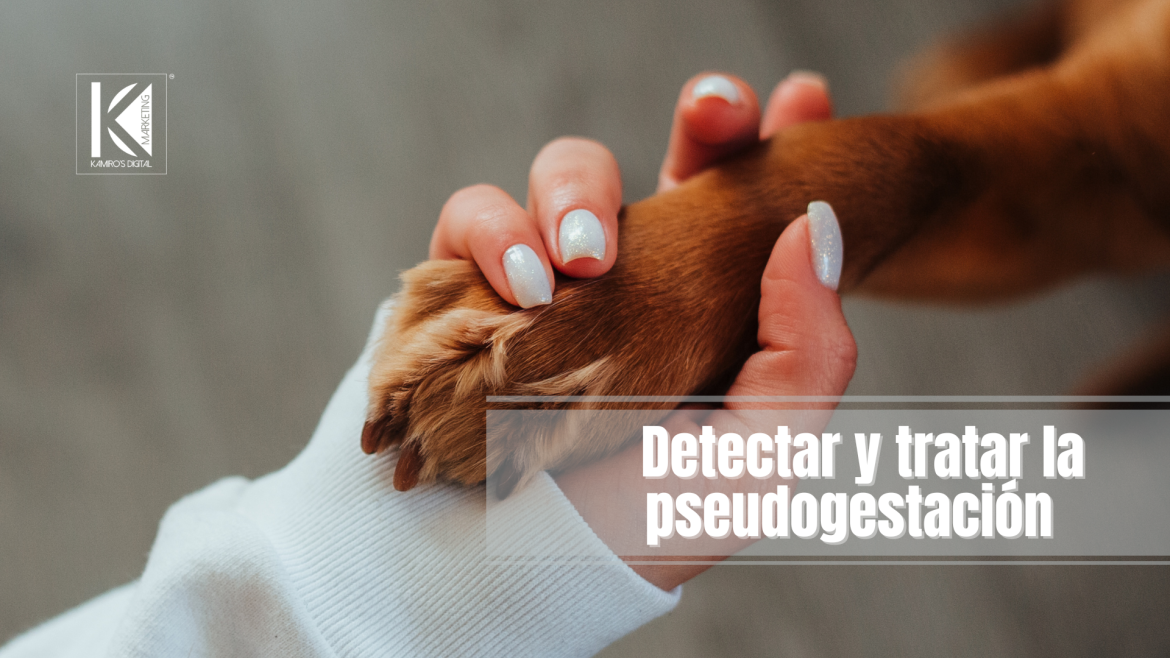 Pseudogestación en perras: embarazo sin crías y cómo actuar