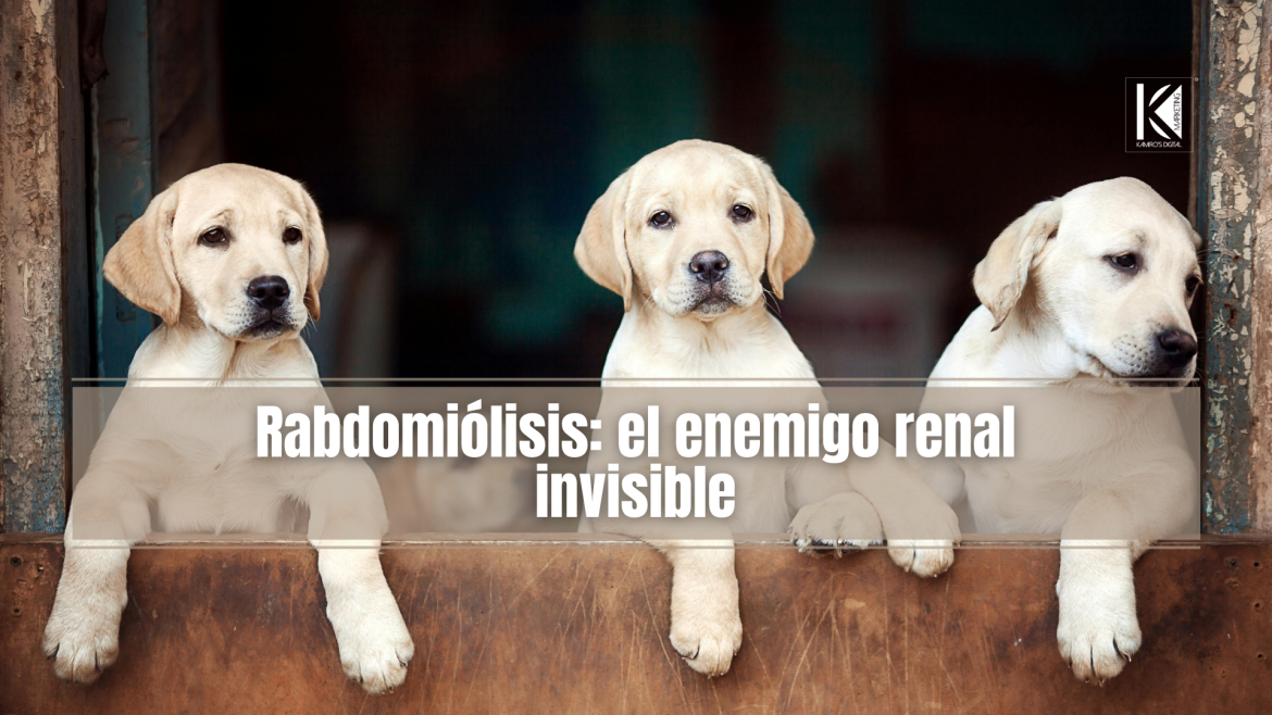 De cachorro inquieto a adulto equilibrado: conoce el cambio