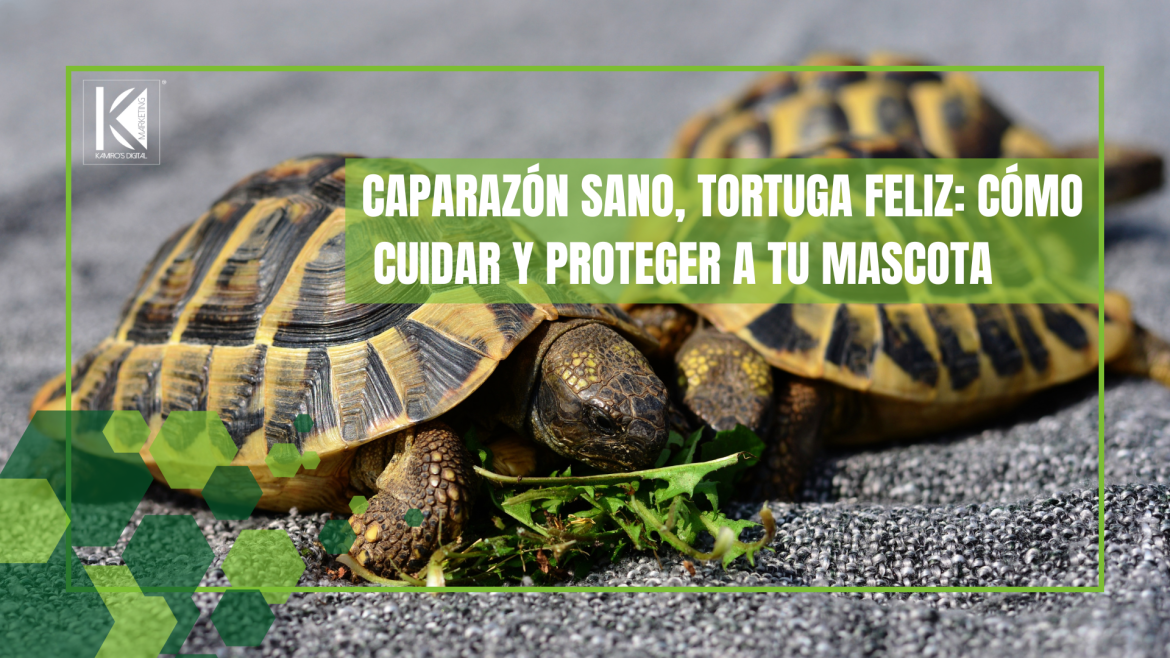 Salud caparazonal en tortugas: protocolos veterinarios y soluciones