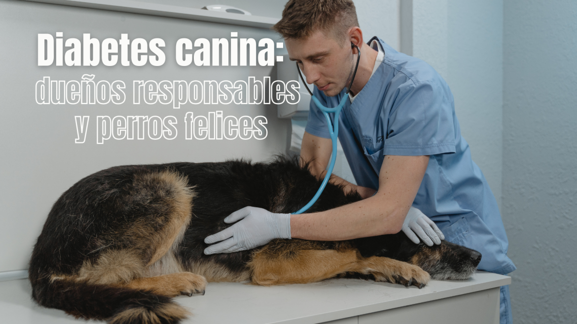 Viviendo con diabetes canina: diagnóstico, manejo y vida plena