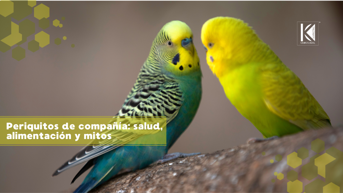 Pericos como mascotas: cuidados esenciales que pocos conocen