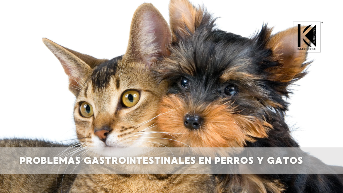 Salud digestiva en mascotas: lo que todo dueño debe saber