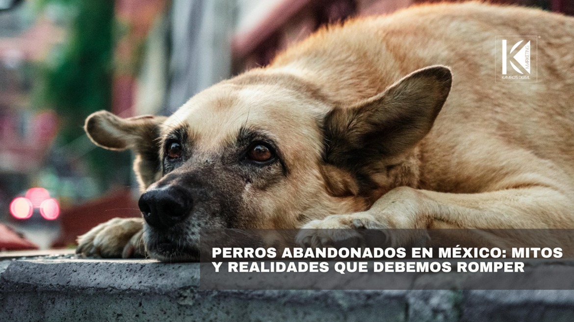 Más que mascotas: la crisis del abandono de perros en México