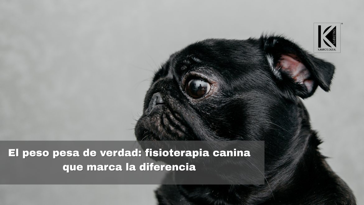 Fisioterapia en perros con sobrepeso: una solución efectiva